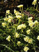 Saxifraga Juniperifolia (ss-esp Sancta) (fam Saxifragees) (Grece) (02) (Photo F. Mrugala)